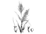 Millet (Sorghum vulgare), Heb. DoChaN (Ezek.4.9)